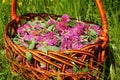 Trifolium pratense, the red clover flowers. Royalty Free Stock Photo