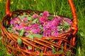 Trifolium pratense, the red clover flowers. Red clover is commonly used to make a sweet-tasting herbal tea. Royalty Free Stock Photo