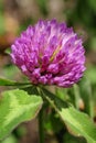 A close up view of a red cloverflower.