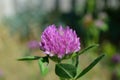 Trifolium pratense red clover macro Royalty Free Stock Photo