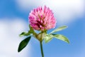 Trifolium pratense - red clover pink flower Royalty Free Stock Photo