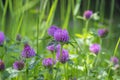 Trifolium pratense red clover wild flowering plant, purple meadow flowers in bloom Royalty Free Stock Photo