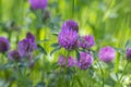 Trifolium pratense red clover wild flowering plant, purple meadow flowers in bloom Royalty Free Stock Photo