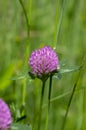 Trifolium pratense red clover wild flowering plant, purple meadow flowers in bloom Royalty Free Stock Photo