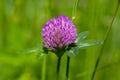 Trifolium pratense red clover wild flowering plant, purple meadow flowers in bloom Royalty Free Stock Photo