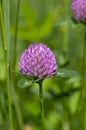 Trifolium pratense red clover wild flowering plant, purple meadow flowers in bloom Royalty Free Stock Photo