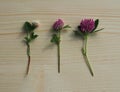 Trifolium pratense, red and white clover Royalty Free Stock Photo