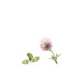 Trifolium pratense. Watercolor illustration of clover flower on white