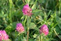 Trifolium pratense. Yellow ladybugs on the flowers of red clover Royalty Free Stock Photo