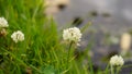 Trifolium repens also known as White Dutch clover, Ladino clover, White trefoil, Ladino Royalty Free Stock Photo
