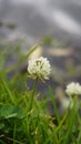 Trifolium repens also known as White Dutch clover, Ladino clover, White trefoil, Ladino