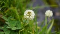 Trifolium repens also known as White Dutch clover, Ladino clover, White trefoil, Ladino