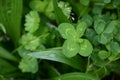 Trifolium repens, five leaf in grass Royalty Free Stock Photo