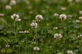 Trifolium repens flower in meadow, close up Royalty Free Stock Photo