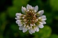 Trifolium repens flower in meadow Royalty Free Stock Photo