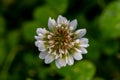 Trifolium repens flower in meadow, macro Royalty Free Stock Photo