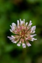 Trifolium repens flower in meadow Royalty Free Stock Photo