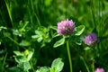 Trifolium repens violet pink flower pasture food for cattle and deer Royalty Free Stock Photo