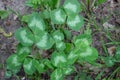 Trifolium repens, the white clover also known as Dutch clover, Ladino clover, or Ladino, Dutch