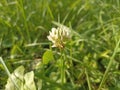 Trifolium repens, theÂ white clover (also known asÂ Dutch clover,Â Ladino clover, orÂ Ladino)