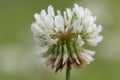 Trifolium repens, the white clover also known as Dutch clover, Ladino clover, or Ladino, is a herbaceous perennial plant in the