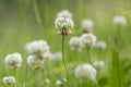 Trifolium repens, the white clover also known as Dutch clover, Ladino clover, or Ladino, is a herbaceous perennial plant in the