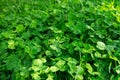 Trifolium repens, white clover Dutch clover or Ladino