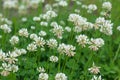 Trifolium repens, white clover flower closeup selective focus Royalty Free Stock Photo