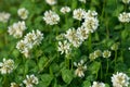 Trifolium repens, white clover flowers closeup selective focus Royalty Free Stock Photo