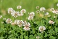 Trifolium repens white dutch ladino clover wild flowering plant, white meadow flowers in bloom Royalty Free Stock Photo