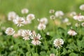 Trifolium repens white dutch ladino clover wild flowering plant, white meadow flowers in bloom Royalty Free Stock Photo