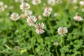 Trifolium repens white dutch ladino clover wild flowering plant, white meadow flowers in bloom