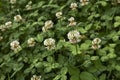 Trifolium repens close up