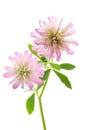 Trifolium resupinatum reversed clover Royalty Free Stock Photo