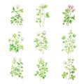 Trifolium.Watercolor set of wildflowers. Hand drawn vector illustration.