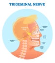 Trigeminal nerve anatomical vector illustration diagram with human head cross section.