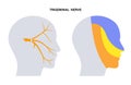 Trigeminal nerve diagram