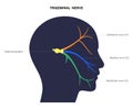 Trigeminal nerve diagram Royalty Free Stock Photo