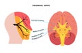 Trigeminal nerve diagram Royalty Free Stock Photo