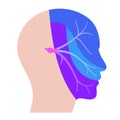 Trigeminal nerve diagram Royalty Free Stock Photo