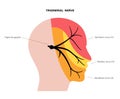 Trigeminal nerve diagram Royalty Free Stock Photo