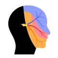 Trigeminal nerve diagram Royalty Free Stock Photo