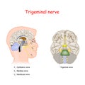 Trigeminal nerve. head cross section and Bottom View Of The Brain