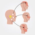 The Trigeminal Nerve. Human Head. Flat Illustration.
