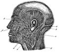 Trigeminal nerve. Illustration of the 19th century.