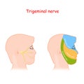 Trigeminal nerve and main areas of innervation. Head neurology scheme