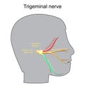 Trigeminal neuralgia. Cranial nerve Royalty Free Stock Photo