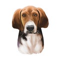 Trigg Hound Puppy isolated digital art illustration. Hand drawn dog muzzle portrait, puppy cute pet. Dog breeds originating from Royalty Free Stock Photo