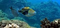 Triggerfish Royalty Free Stock Photo