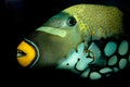 Triggerfish